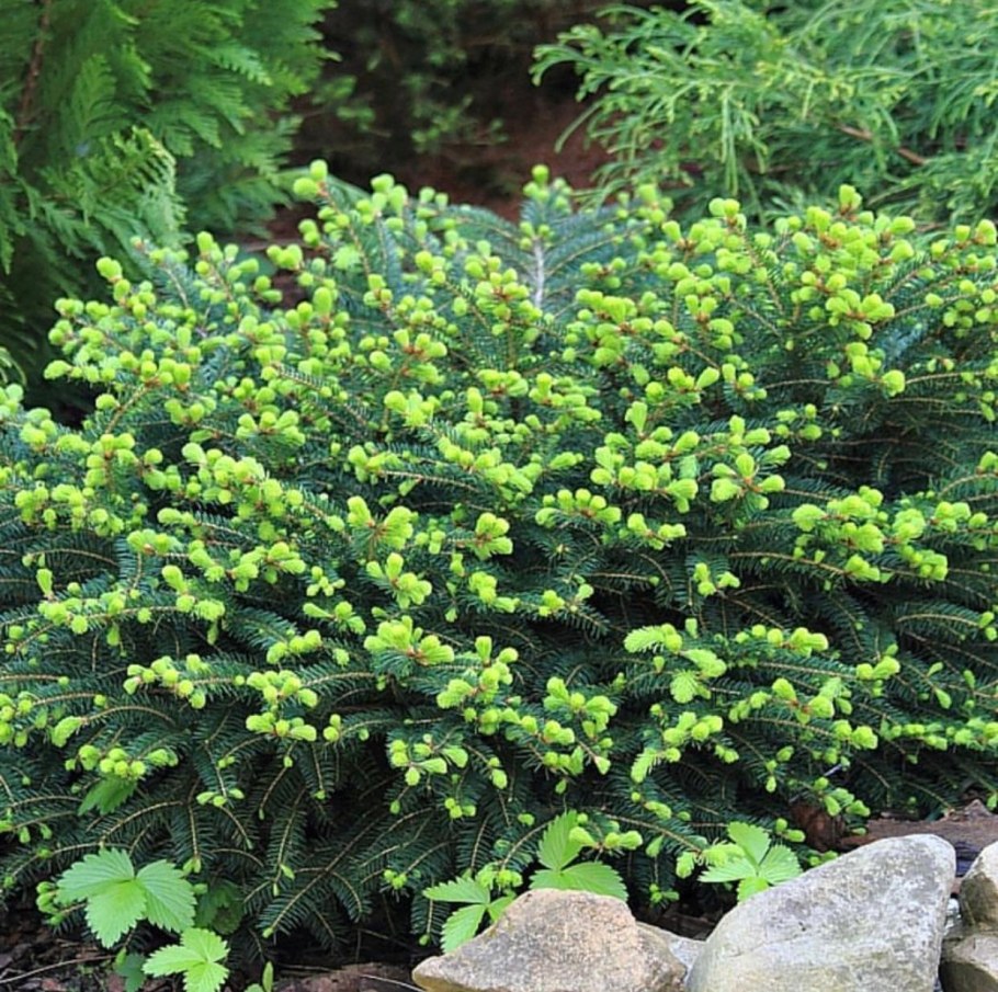 Пихта Абиес бальзамическая Нана