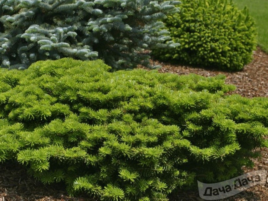 Пихта бальзамическая Нана