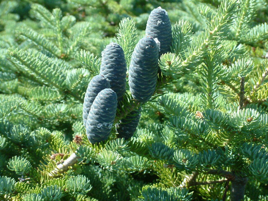 Пихта бальзамическая Nana