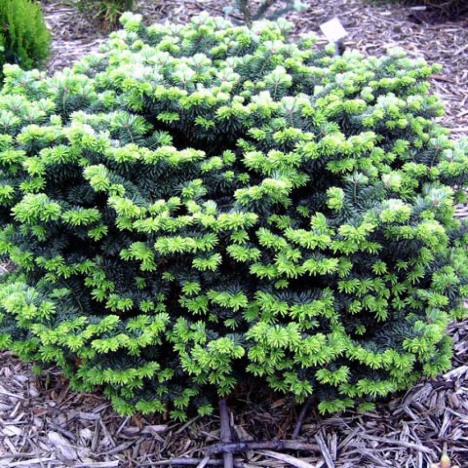 Пихта Абиес бальзамическая Нана