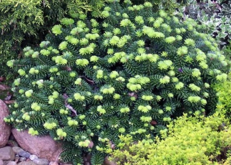 Пихта бальзамическая piccolo