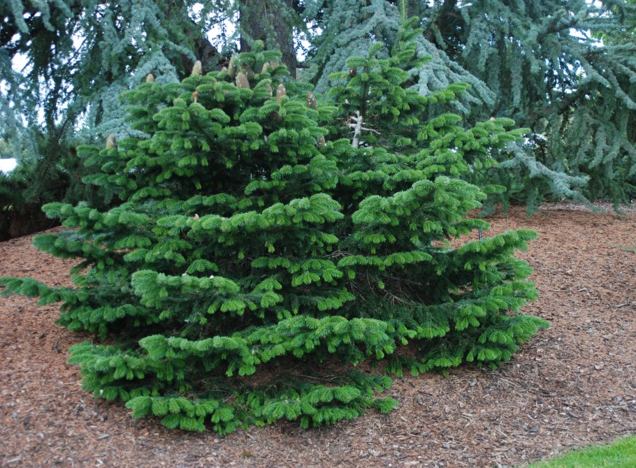 Пихта корейская Дискус