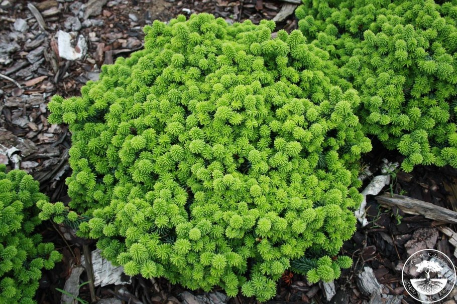 Пихта бальзамическая - Abies balsamea 'Nana'