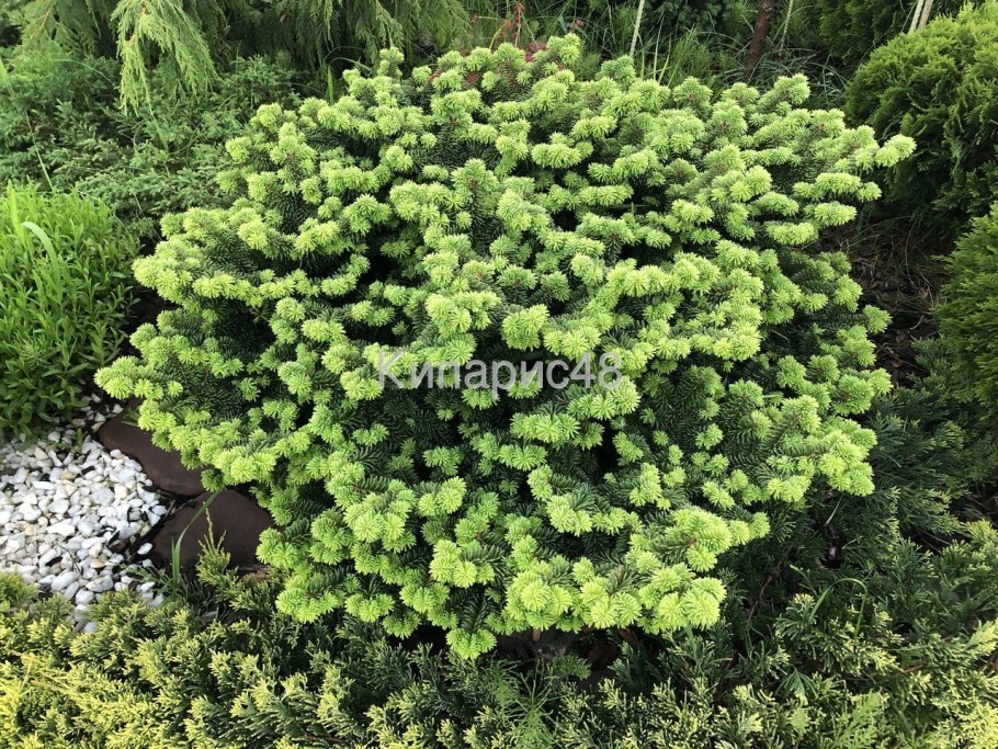 Пихта бальзамическая Nana
