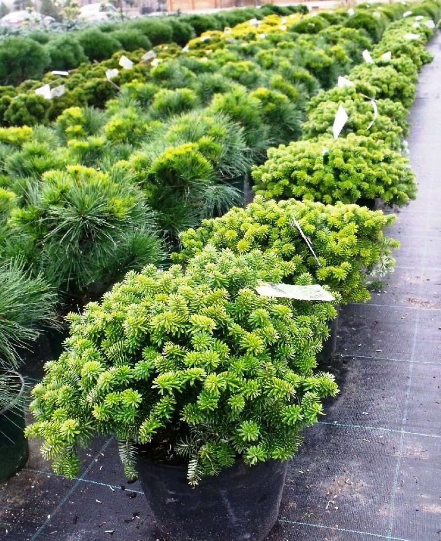 Пихта Abies Koreana