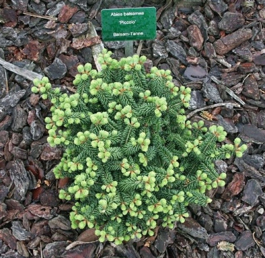 Пихта бальзамическая piccolo