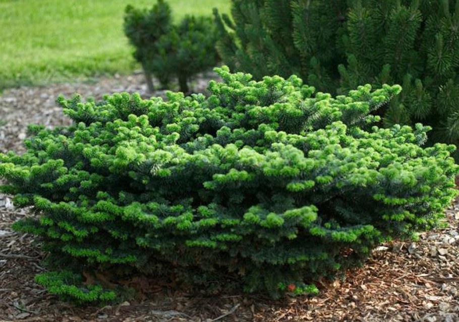 Пихта бальзамическая Нана