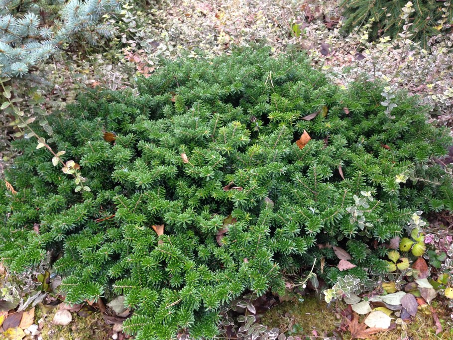 Пихта бальзамическая бриллиант