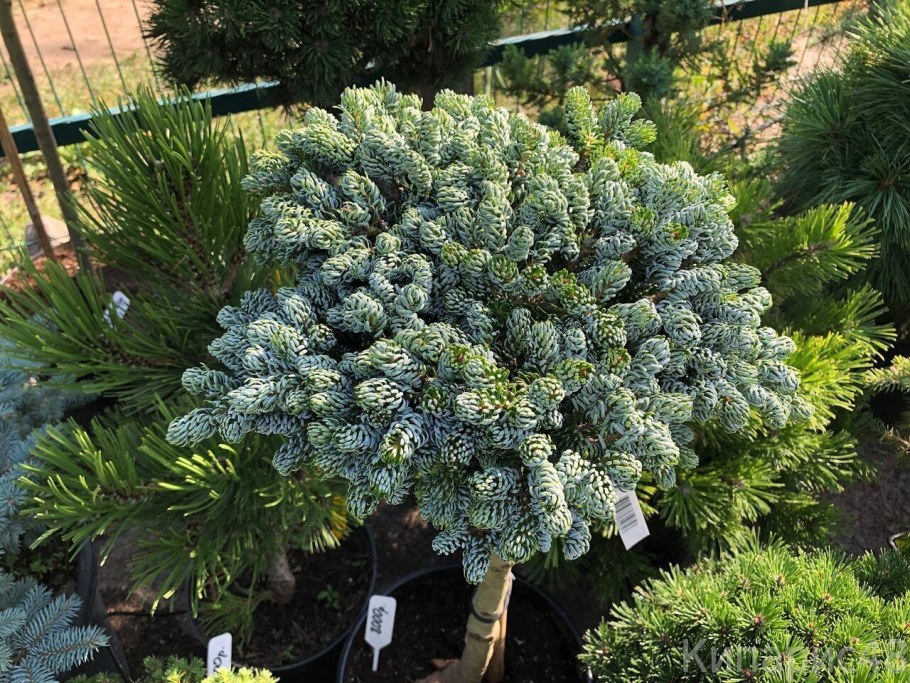 Пихта Сильвер Блю