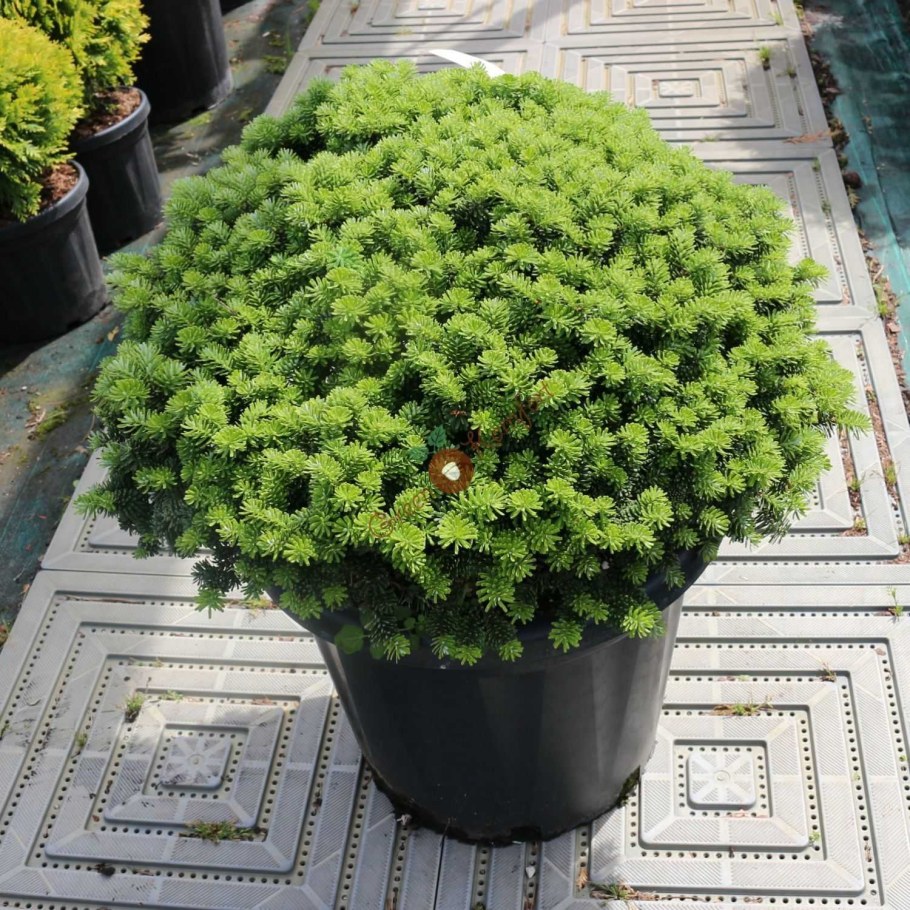 Пихта корейская цис