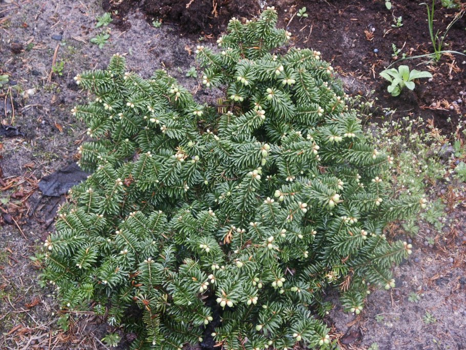 Пихта бальзамическая Nana