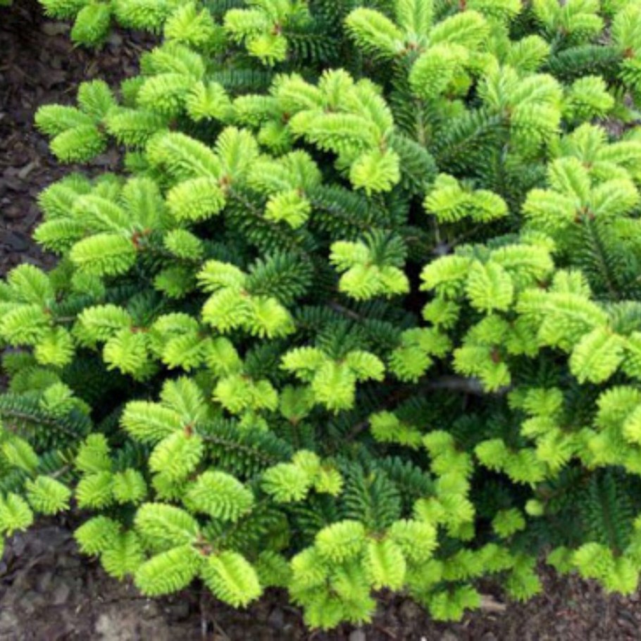 Пихта бальзамическая "Нана" ("Nana")