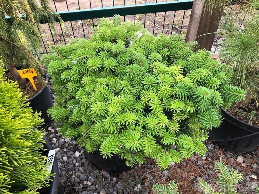 Пихта Abies Koreana Tundra