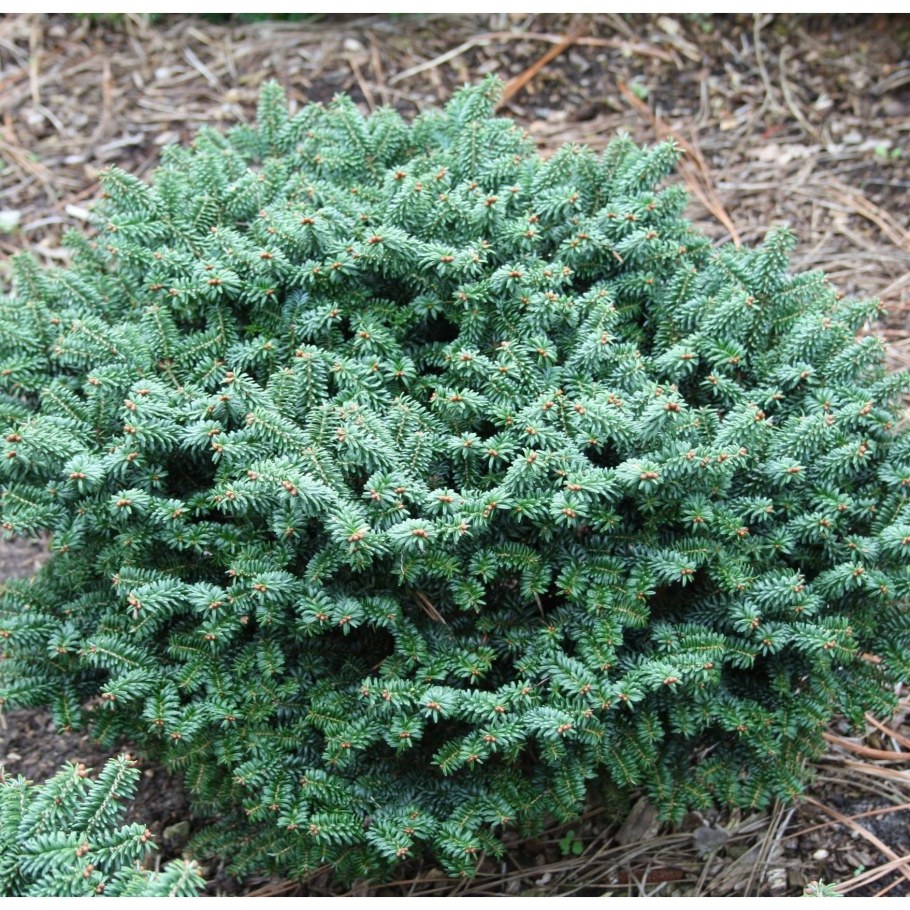 Пихта бальзамическая «Гудзония»