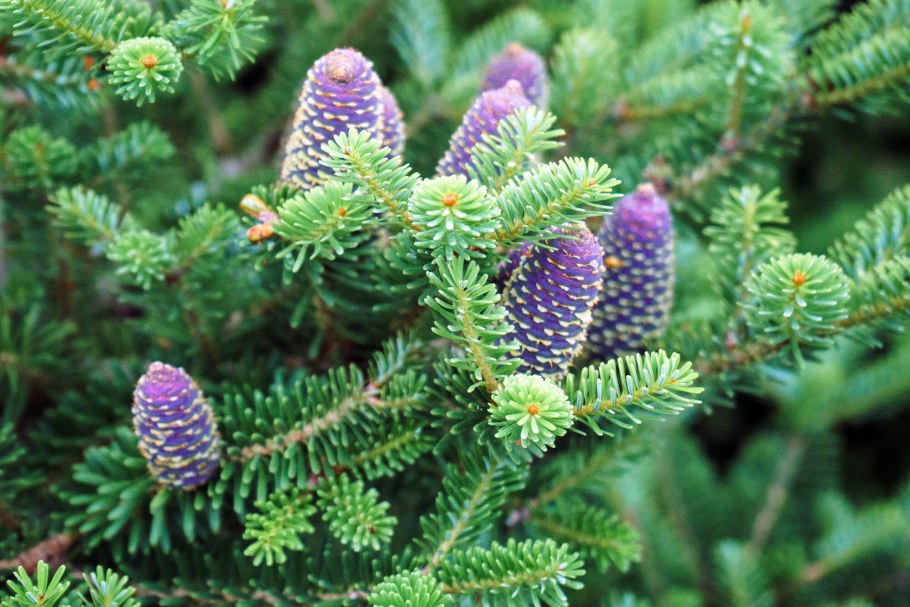 Пихта корейская "samling" (Самлинг)