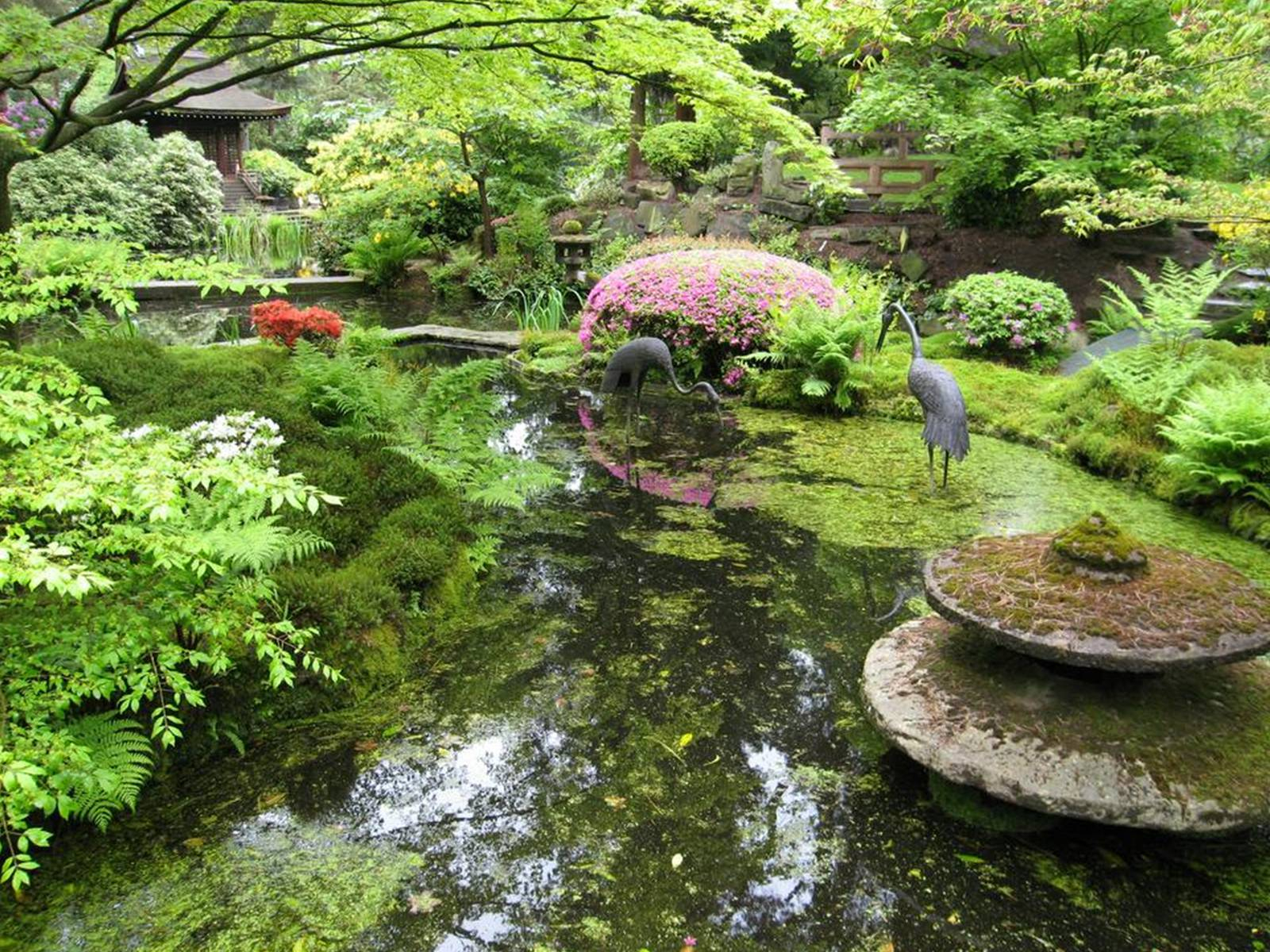 Японский пруд. Сад папоротников в Японии. Сад камней с фонтаном и прудиком японский. Ландшафт в японском стиле. Растения для японского сада.