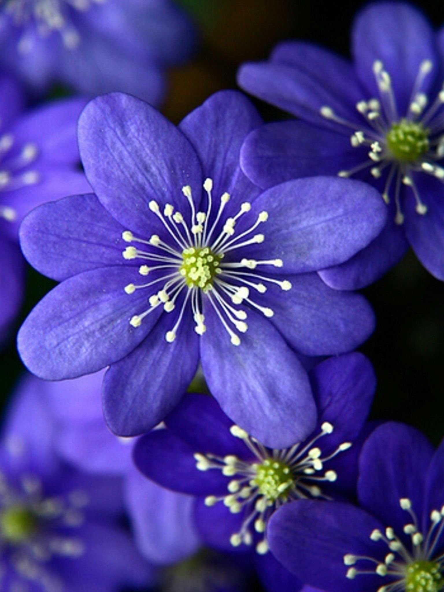 Симпатичный цветок. Hepatica Nobilis. Синие цветы. Цветы Сирии. Красивые цветочки.