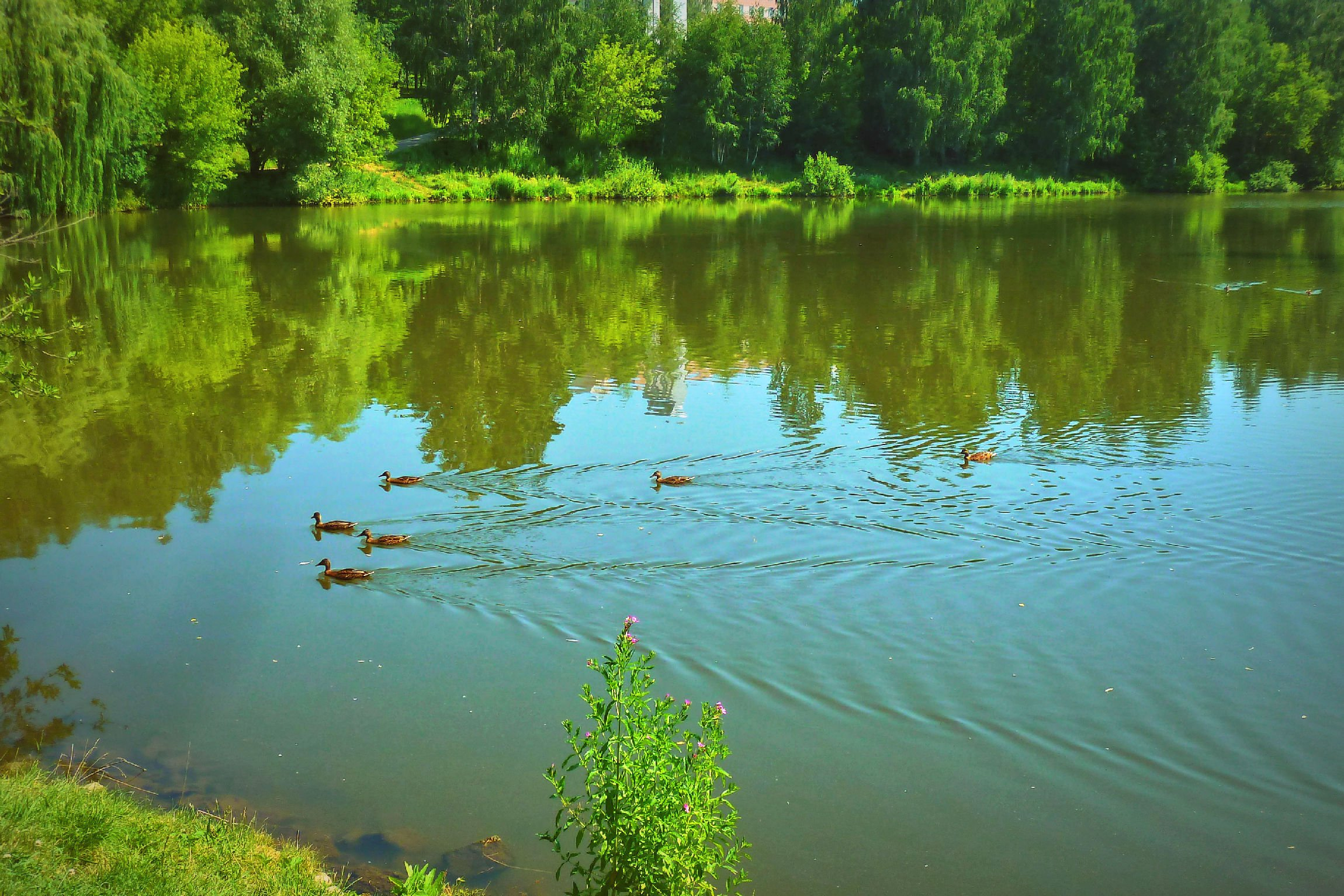 Староникольский пруд в Щербинке - информация о рыбалке