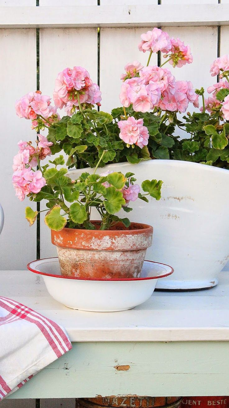 Пеларгония в интерьере