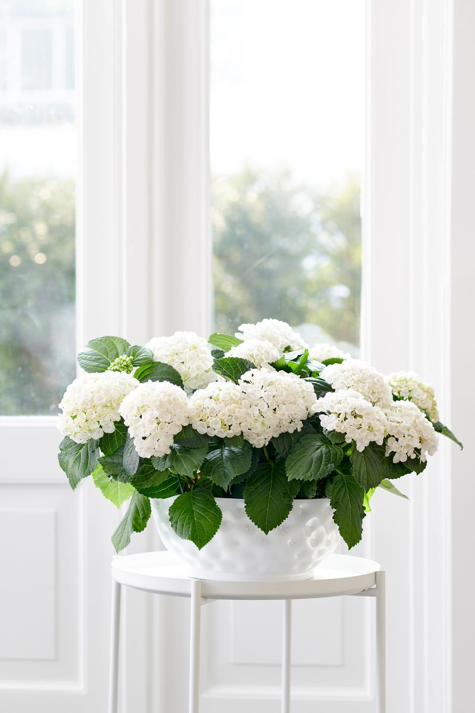 Цветы гортензия белая