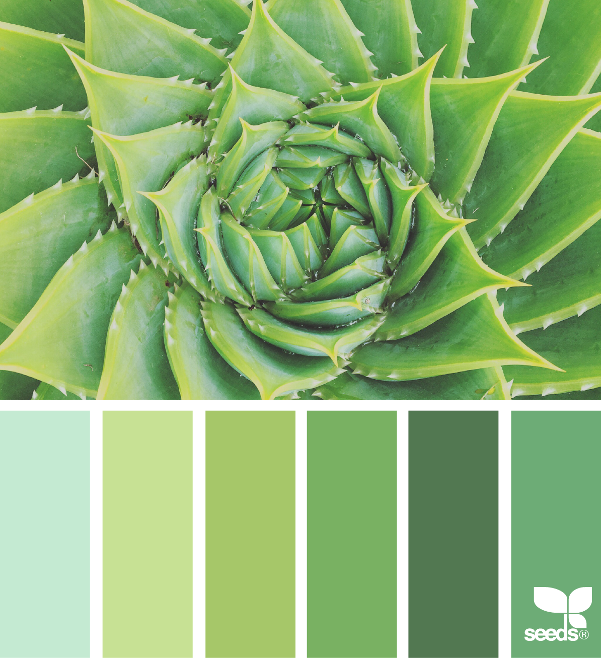 Зеленая раскладка. Палитра Сидс холодные зелёные. Seeds Color Palette изумрудный. Палетка пантон зеленый цвет. Палитра зеленых оттенков.