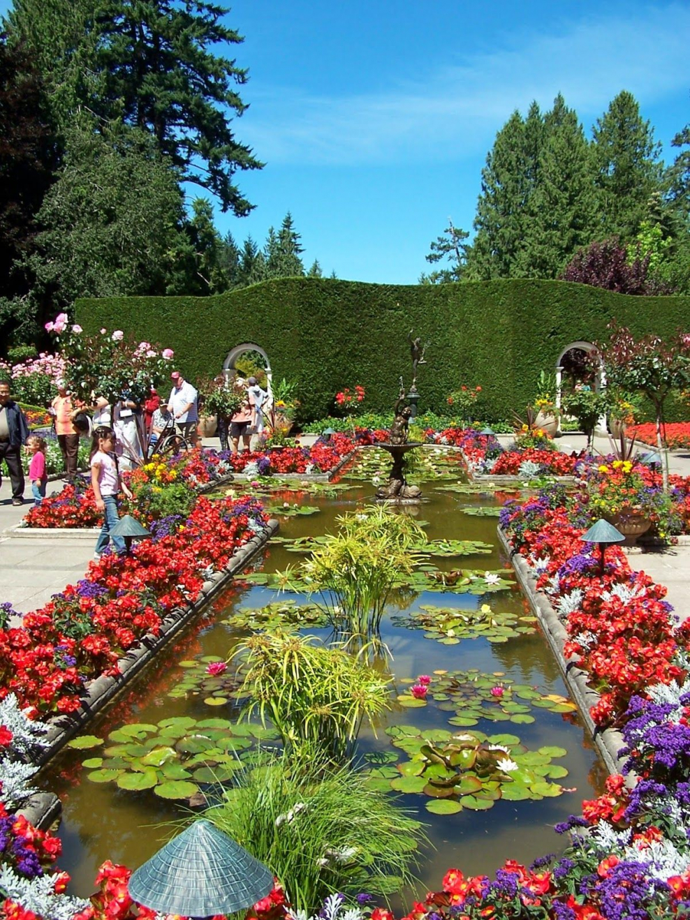 Розы Остина в миксбордере