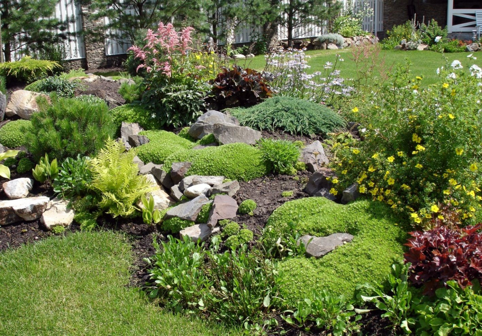 Бадан Байкальский рокарий