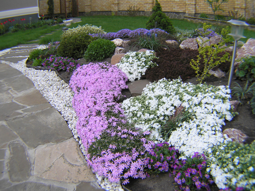 Флокс шиловидный рокарий