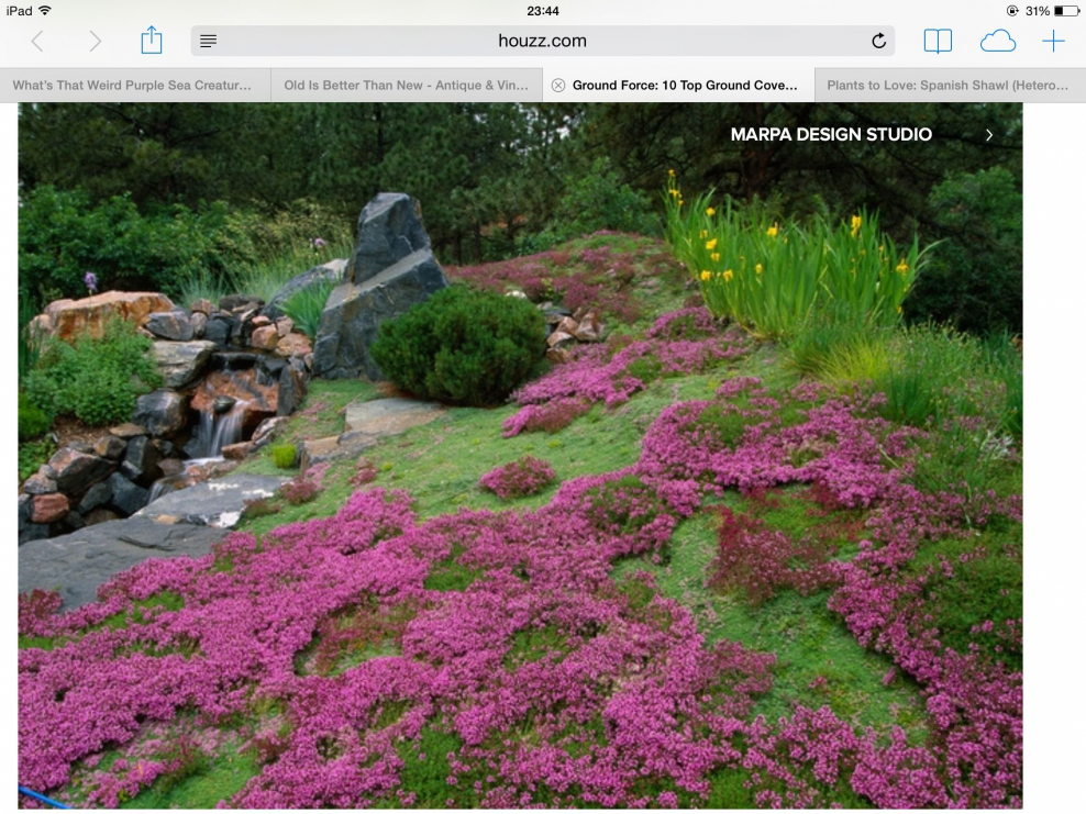 Флокс шиловидный в рокарии