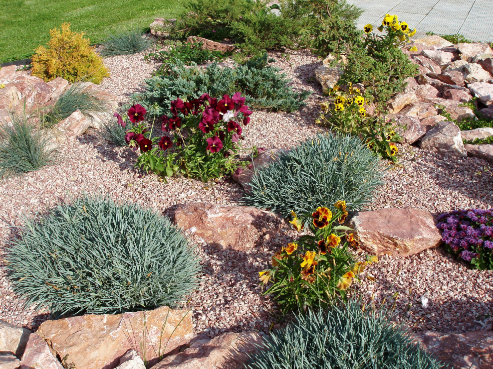 Овсяница сизая на альпийской Горке
