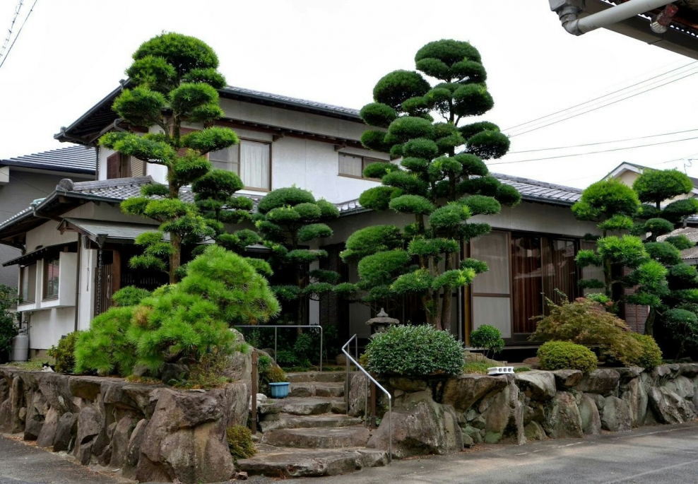 Бонсай ниваки