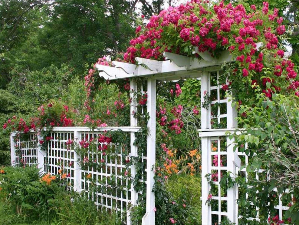 Пергола увитая розами