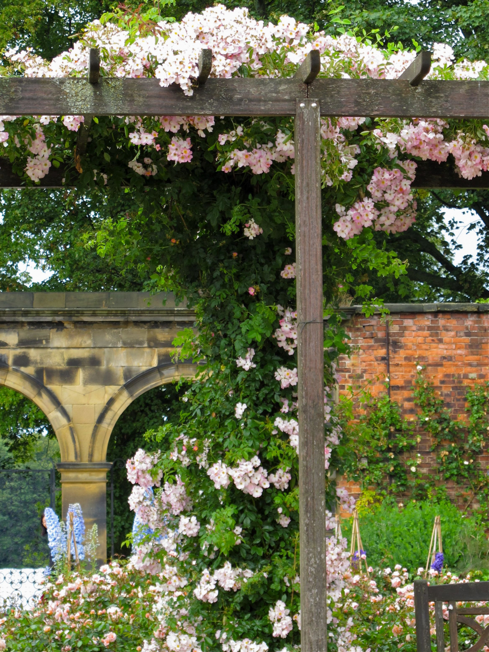 Пергола с лианами