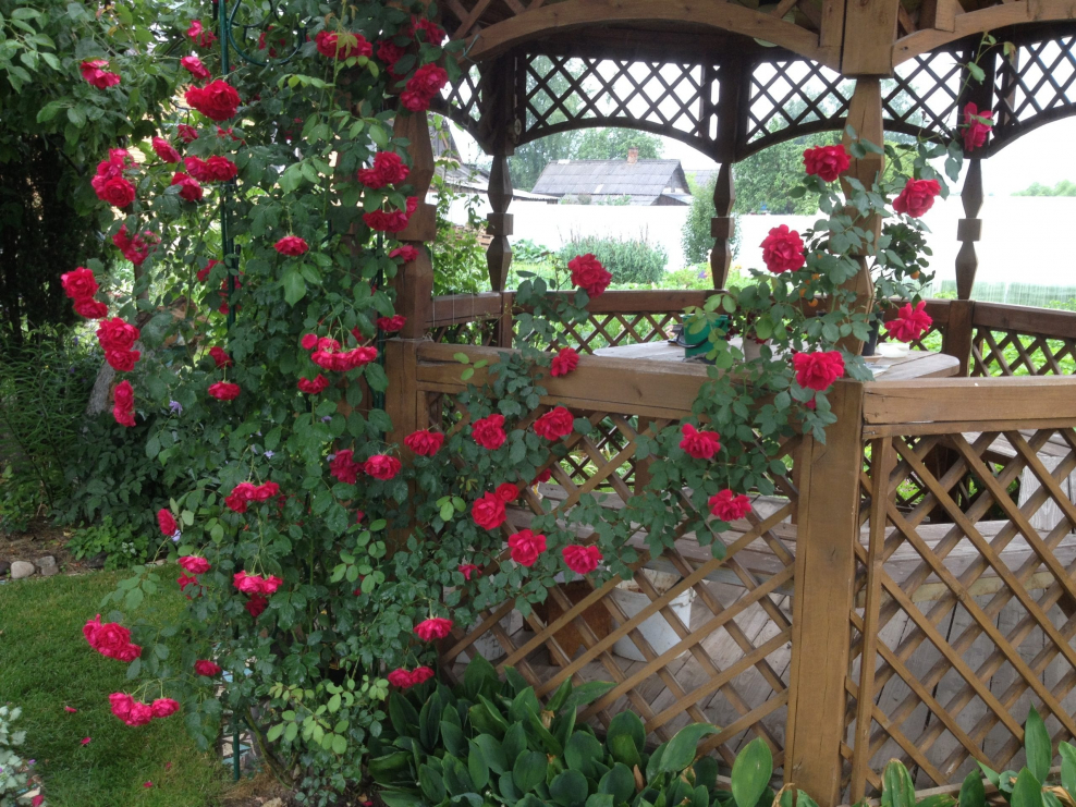 Арка пергола деревянная