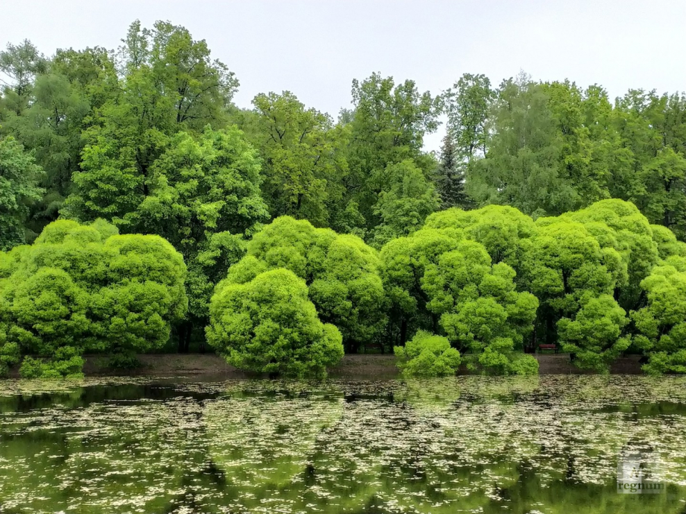 История пруда в Тимирязевском парке