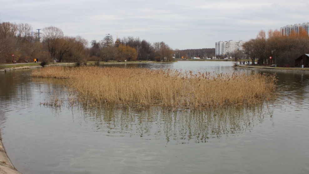 Пруд Реутов 2020