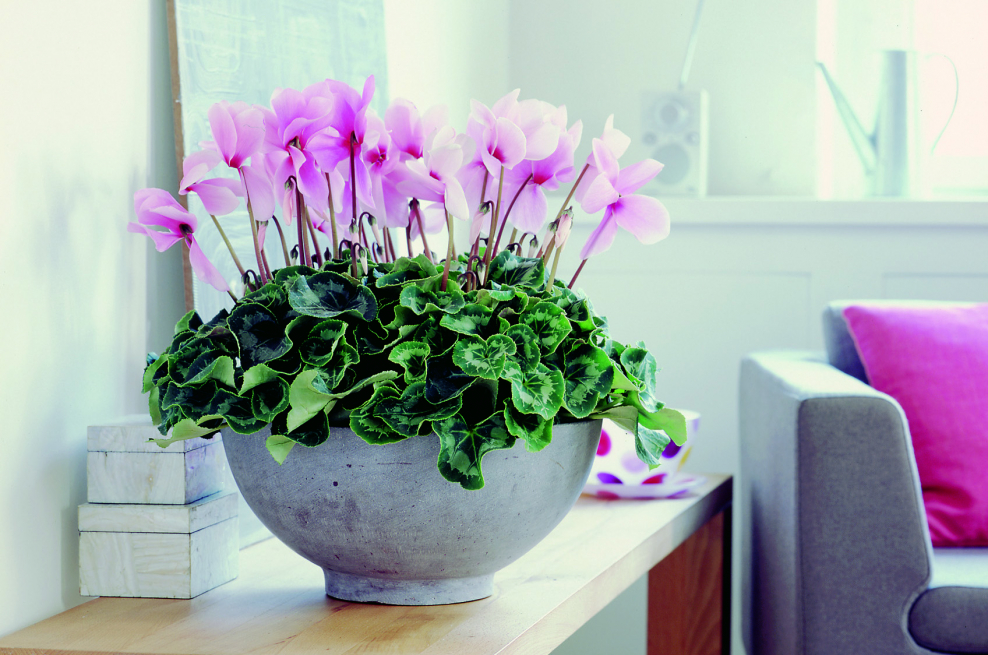 Цикламен в горшке