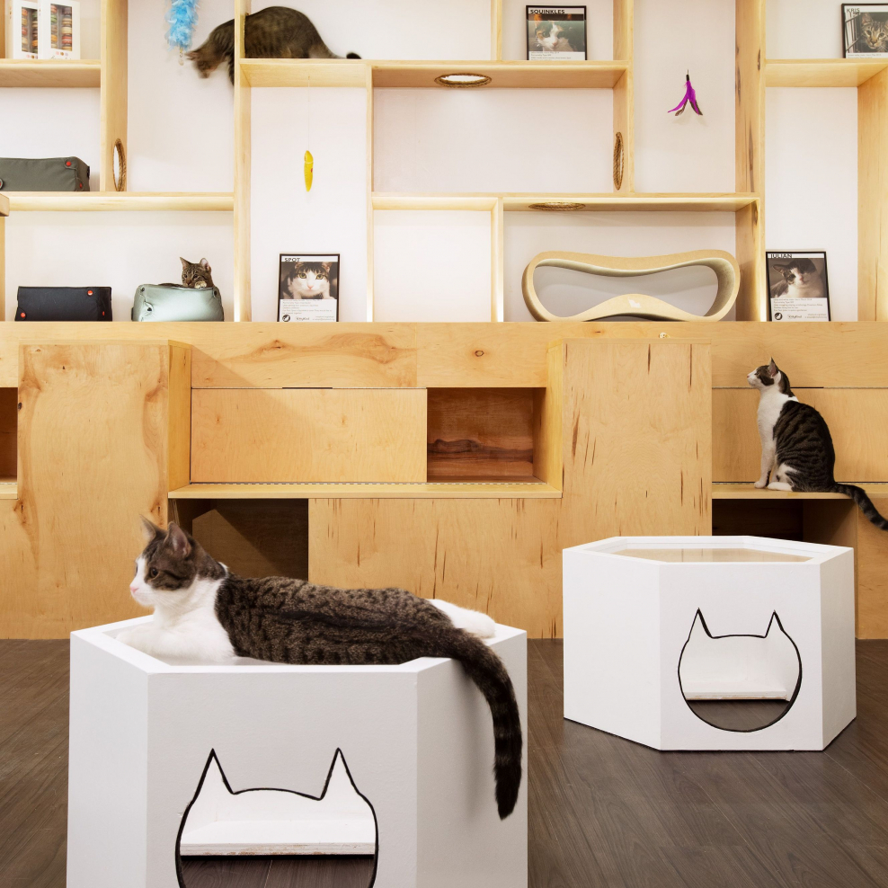 Кошка в интерьере