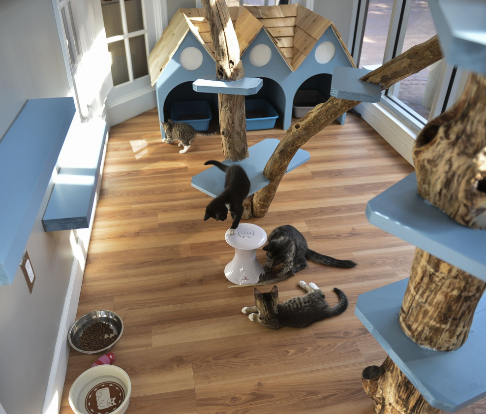 Кошки деревянные конструкции