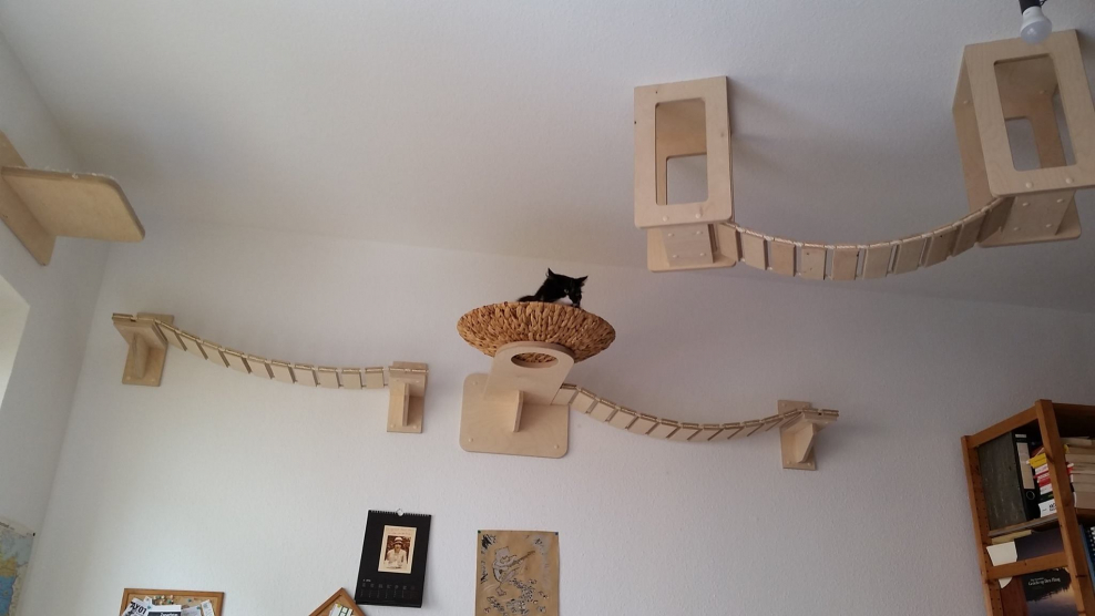 Интерьер комнаты для кошки