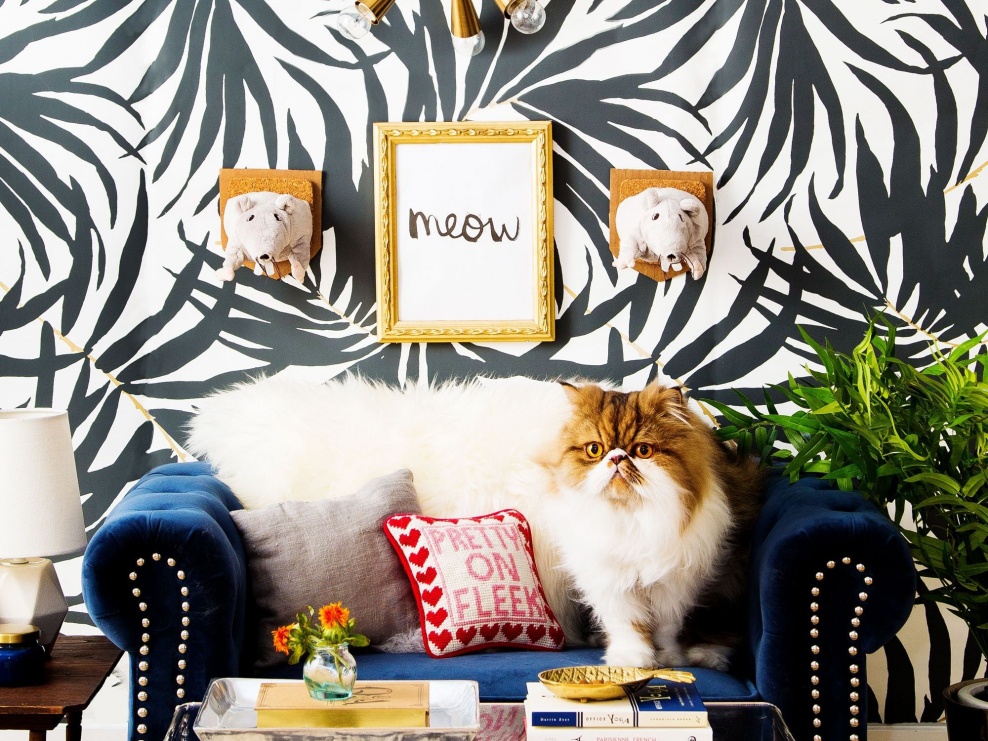 Комната для кота