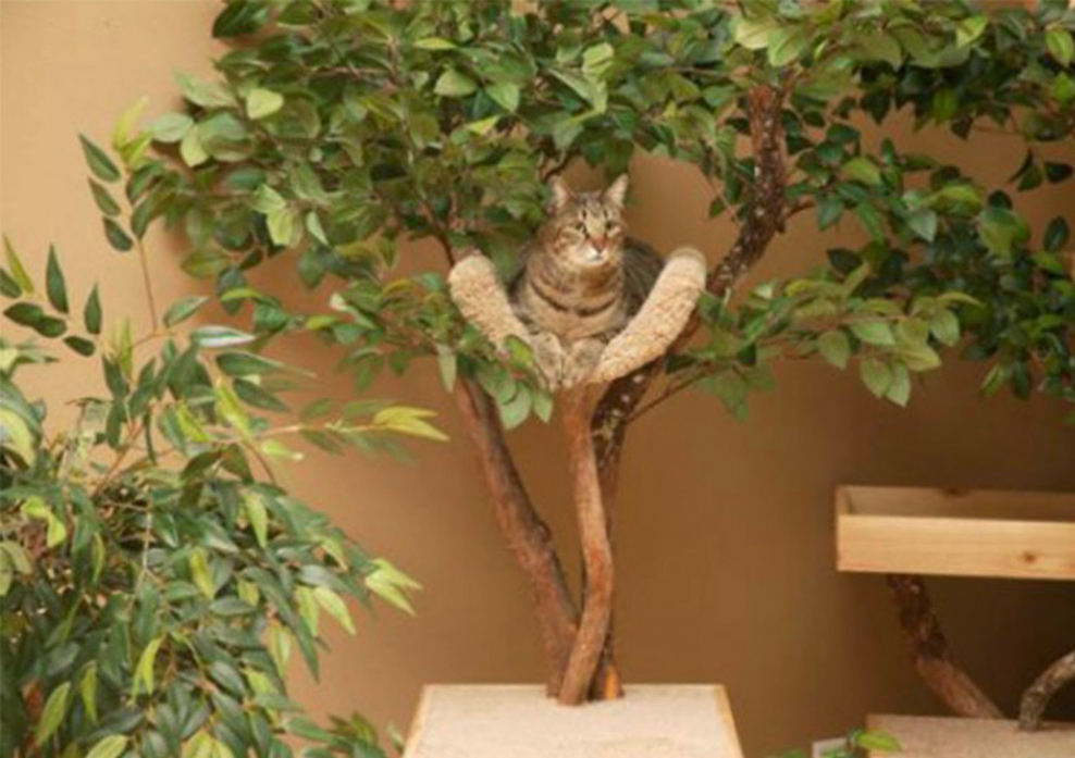 Кошачий домик из дерева