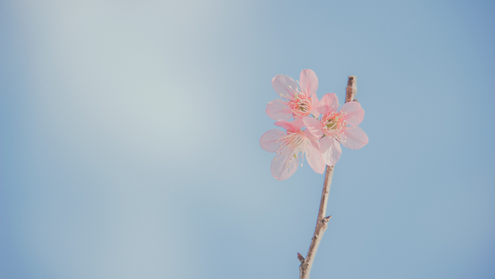 Красивый фон в пастельных тонах