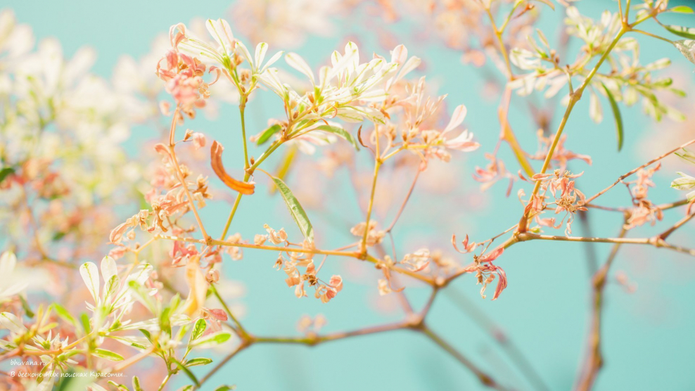 Весенний фон для рабочего стола