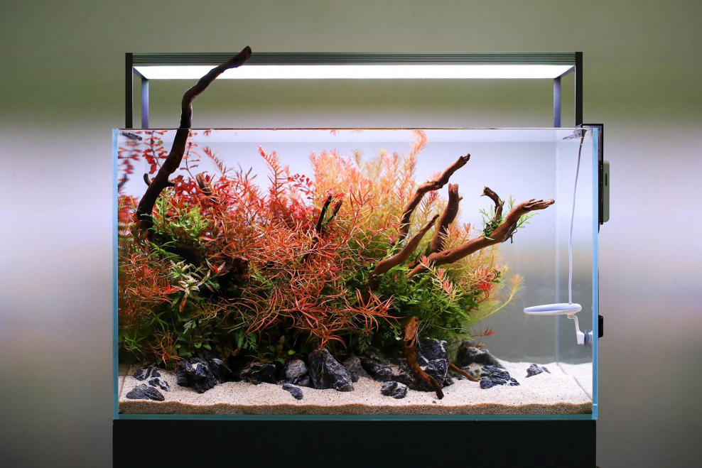 Настенный сухой аквариум