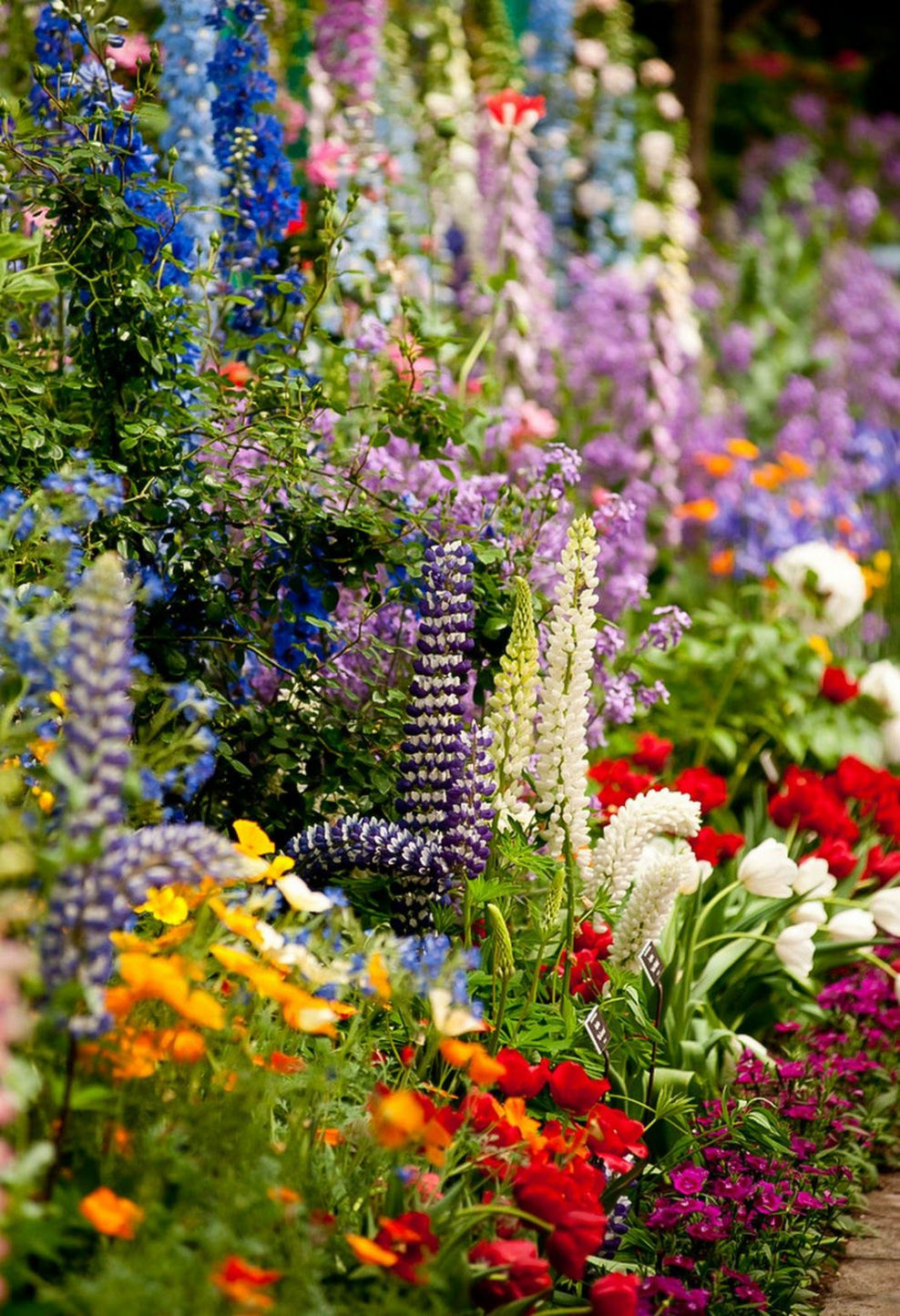 Клумба дельфиниум Люпин Мальва