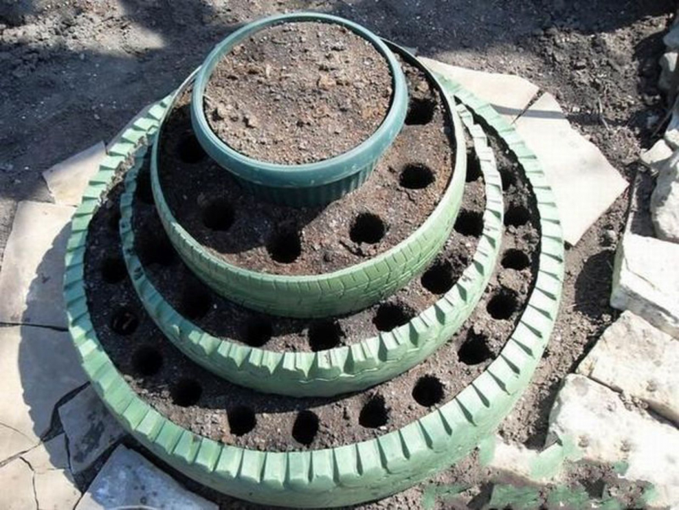 Мульчирование приствольного круга туи