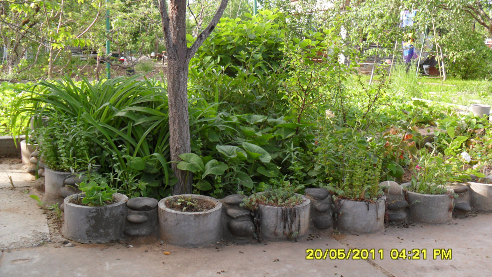 Цветник в приствольном круге