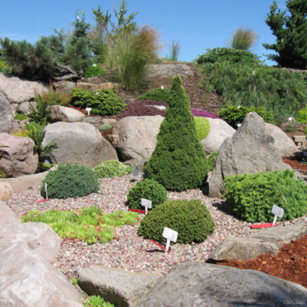 Альпинарии и каменистые горки