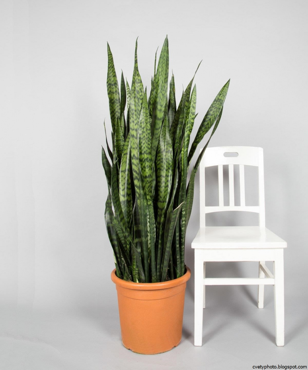 Сансевиерия в белом горшке